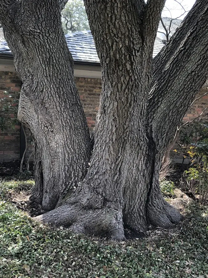 Mature heritage tree close to a Anaktuvuk Pass property cared for by certified arborists